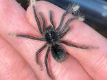 Theraphosa Apophysis L1 - фото 2