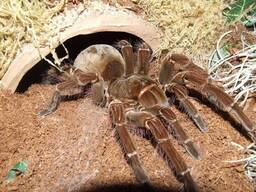Theraphosa Blondi L1