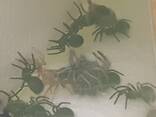 Theraphosa Blondi L1 - фото 2