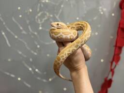 Тигровый питон Альбинос Перли разного возраста