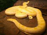 Тигро́вый пито́н (лат. Python molurus) - фото 2