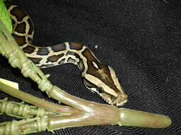 Тигровый питон. Стандарт и альбинос. Python molurus.