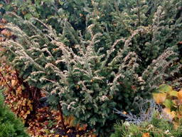 Тисс ягодный форма "Elegantissima" ОТ 60-70 см до 2.3 - 2.50 метра