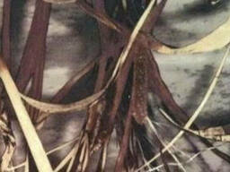 Ткань Дюспо бондинг-флис лес Собственное производство