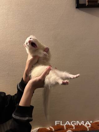 Тхір дівчинка 6 місяців, терміновий продаж!!