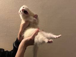 Тхір дівчинка 6 місяців, терміновий продаж!!