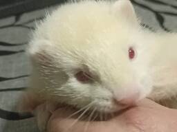 Тхори (фредка)