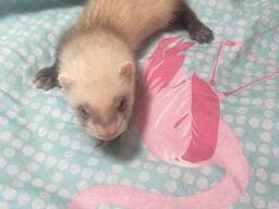 Тхорики (фретка)