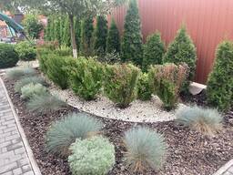 Топіарна декоративна стрижка кущів дерев хвойних барбарисів