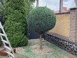 Топіарна декоративна стрижка кущів дерев хвойних барбарисів - фото 2