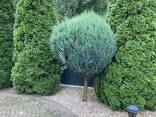 Топіарна декоративна стрижка кущів дерев хвойних барбарисів - фото 3