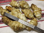 Топінамбур відбірний Великий митий для їжі Від діабету - фото 1