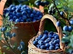 Грунт для голубики Субстрат для посадки лохини торф кислий верховий