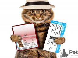 Transportation /перевозка animals / животных