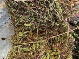 Трава ехінацеї