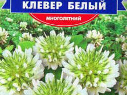 Трава газонная - Клевер белый