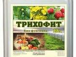 Трихофит (триходермин)