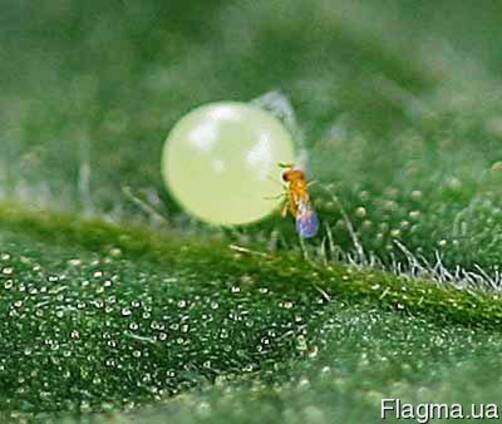 Трихограмма, трихограма , Trichogramma evanescens Westw.