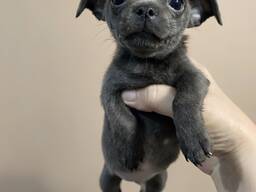 Цуценя чихуахуа хлопчик