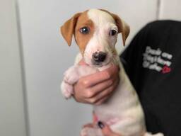 Цуценя джек рассел, малі цуценята джек рассел терьер