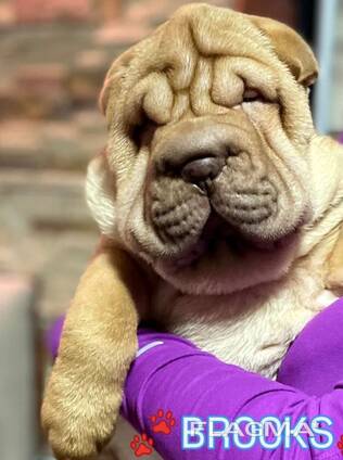 Цуценя Шарпея КСУ - хлопчик 3 міс. Shar pei male FCI