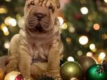 Цуценя Шарпея КСУ - хлопчик 3 міс. Shar pei male FCI - фото 4