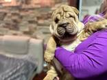 Цуценя Шарпея КСУ - хлопчик 3 міс. Shar pei male FCI - фото 7