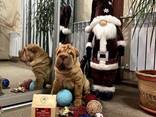 Цуценя Шарпея КСУ - хлопчик 3 міс. Shar pei male FCI - фото 8