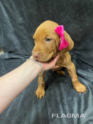 Цуцик, цуценя, угорська вижла, венгерская вижла