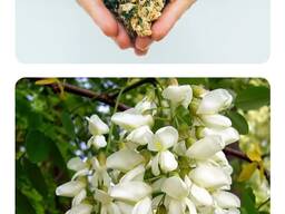 Цвіт акації