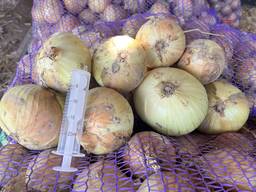 Цибуля молода Трой