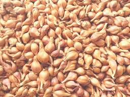 Цибуля шалот (кущівка)