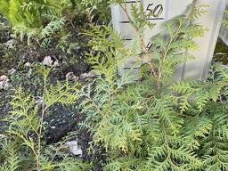 Туя Брабант 1.5м-600грн 50см-80грн