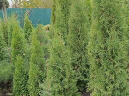 Туя колоновидна 1 - 3.5 метра морозостійка