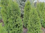 Туя колоновидна 1 - 3.5 метра морозостійка - фото 2