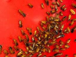 Туркменский таракан, туркмен, туркменистанский и другое