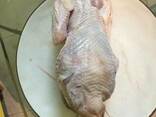 Тушка суповой курицы - фото 3