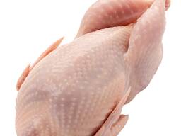 Тушки перепела охолоджені оптом