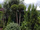Туя "Брабант" 1,6 метра та крупномірні штамби з даних туй - фото 1