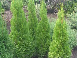 Туя смарагд місцева морозостійка 1,3 -1,4 метра