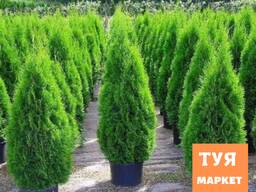 Туя західна Smaragd 110-120 з доставкою по Києву