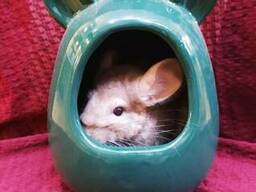 Тямущі симпатичні шиншили.