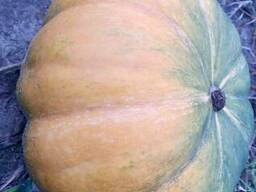 Тыква Мускат де Прованс