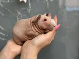 Тёпленькие и гладенькие очаровашки морские свинки Скинни - фото 2