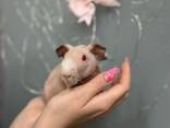 Тёпленькие и гладенькие очаровашки морские свинки Скинни - фото 3