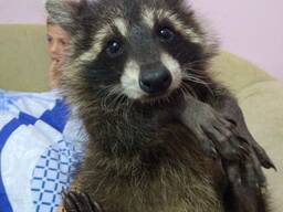 У продажі Єнот Полоскун