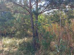 Уборка участков, территорий