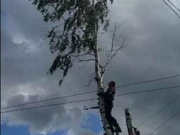 Удаление больших деревьев, санитарная обрезка деревьев