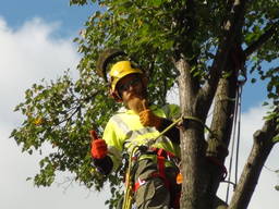 Удаление деревьев. убрать дерево, спил по частям. Уход, обрезка. Чистка деревьев.