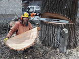 Удаление деревьев. убрать дерево, спил по частям. Уход, обрезка. Чистка деревьев. - фото 3